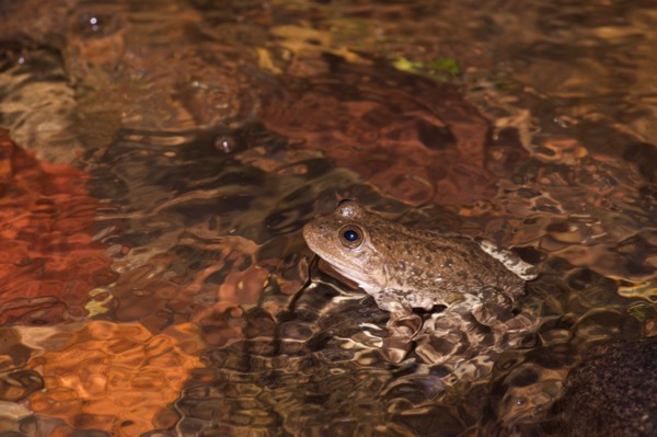 Tarahumara Frog (Lithobates tarahumarae)