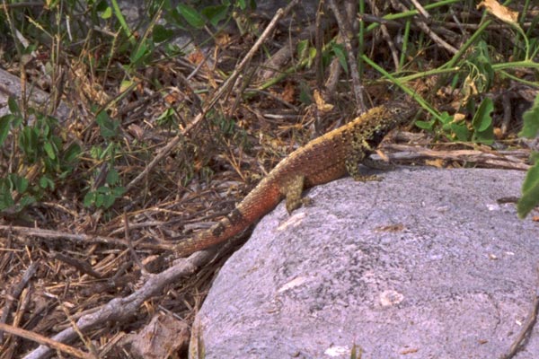 Española Lava Lizard (Microlophus delanonis)