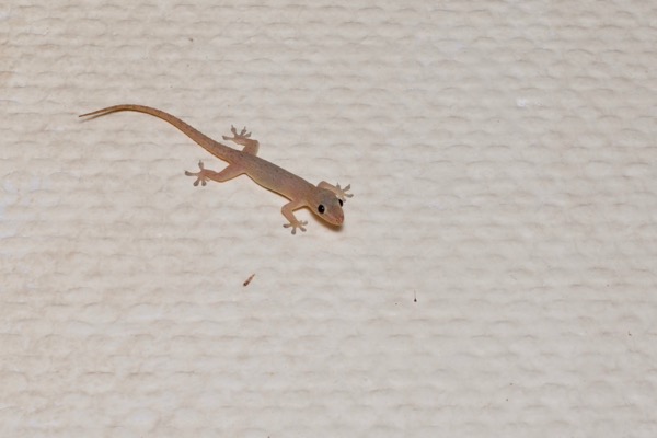 Common House Gecko (Hemidactylus frenatus)