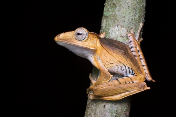 File-eared Treefrog (Polypedates otilophus)