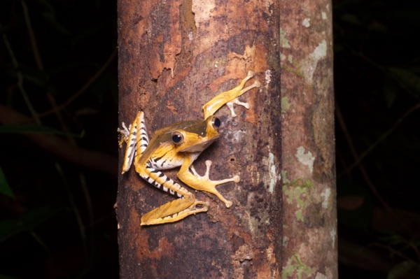 File-eared Treefrog (Polypedates otilophus)