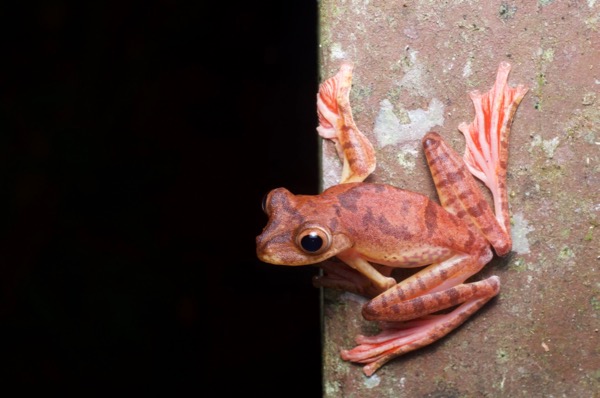 Harlequin Flying Frog (Rhacophorus pardalis)