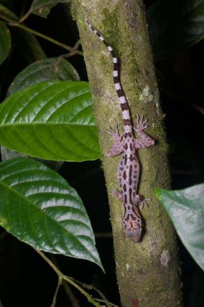 Inger’s Bent-toed Gecko (Cyrtodactylus pubisulcus)