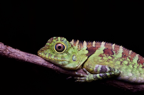 Blue-eyed Angle-headed Lizard (Gonocephalus liogaster)