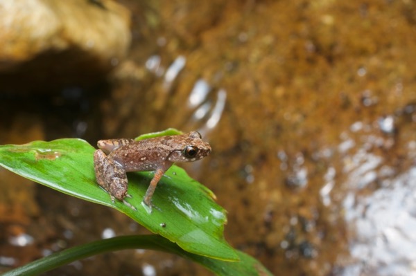 Mjoberg’s Dwarf Litter Frog (Leptobrachella mjobergi)