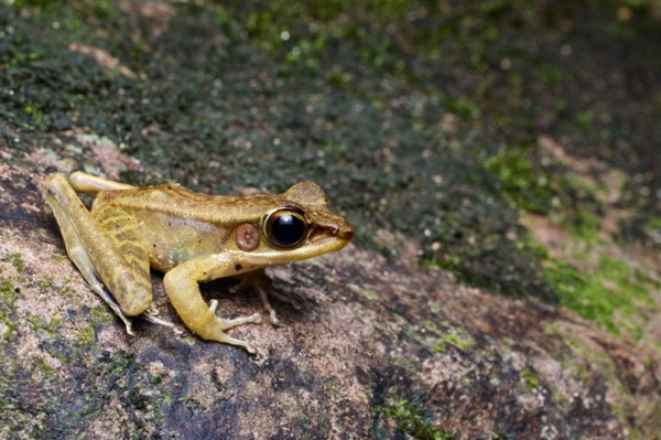 Penrissen Torrent Frog (Meristogenys penrissenensis)