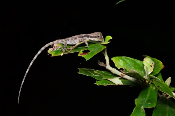 Great Angle-headed Lizard (Gonocephalus grandis)