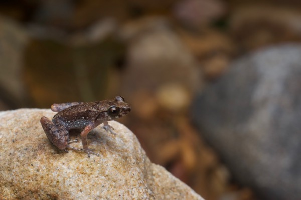 Mjoberg’s Dwarf Litter Frog (Leptobrachella mjobergi)