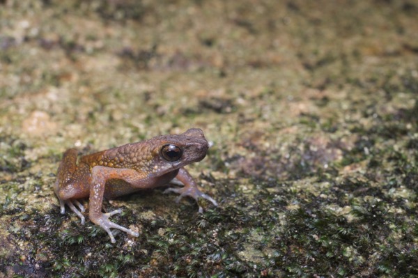 Brown Slender Toad (Ansonia leptopus)