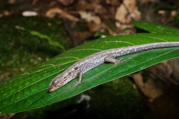 Brook’s Keeled Skink (Tropidophorus brookei)