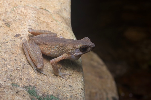 Brown Slender Toad (Ansonia leptopus)