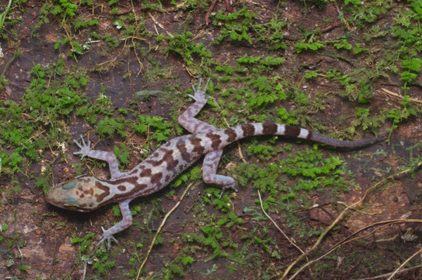 Inger’s Bent-toed Gecko (Cyrtodactylus pubisulcus)