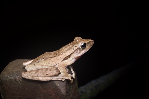 Four-lined Treefrog (Polypedates leucomystax)