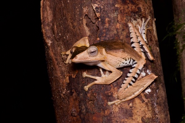 File-eared Treefrog (Polypedates otilophus)