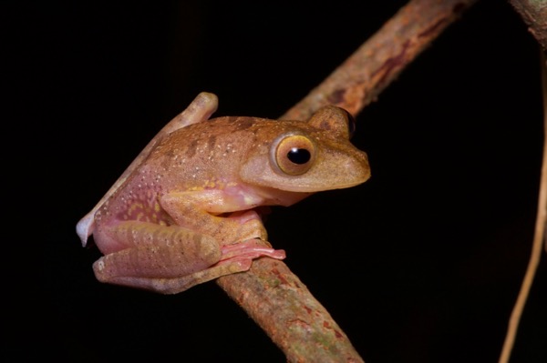 Harlequin Flying Frog (Rhacophorus pardalis)