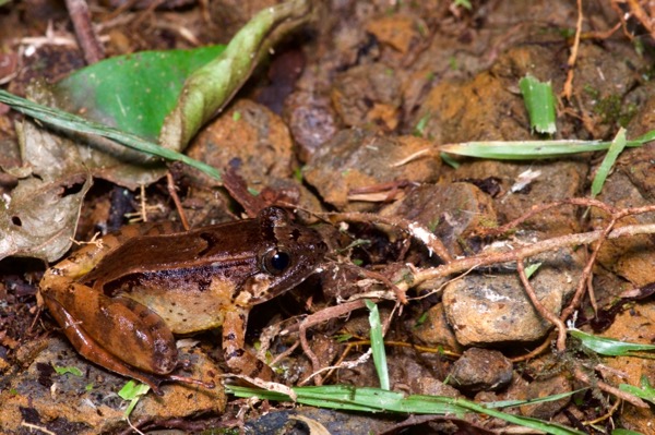 Smooth Guardian Frog (Limnonectes palavanensis)