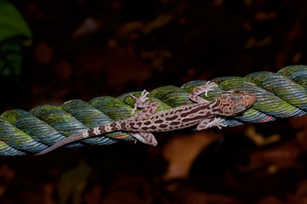 Inger’s Bent-toed Gecko (Cyrtodactylus pubisulcus)