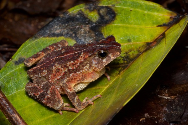 Forest Toad (Ingerophrynus divergens)