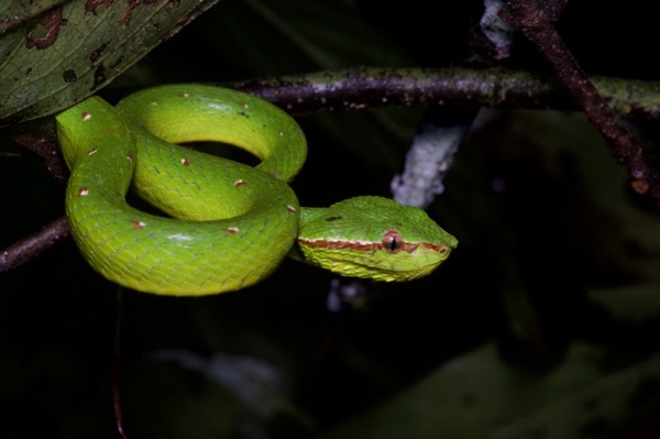 Bornean Keeled Green Pit Viper (Tropidolaemus subannulatus)