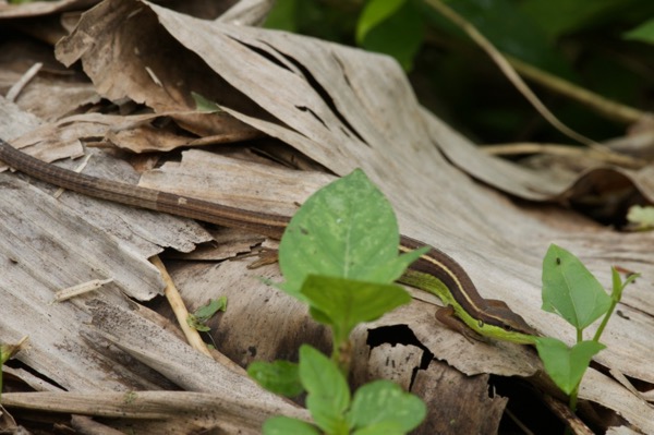 Asian Long-tailed Grass Lizard (Takydromus sexlineatus sexlineatus)