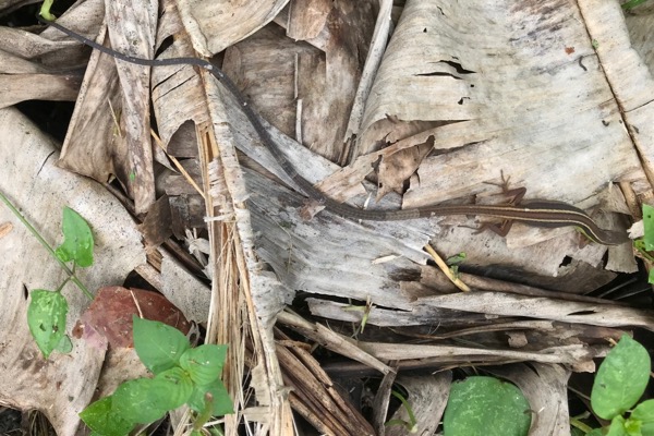 Asian Long-tailed Grass Lizard (Takydromus sexlineatus sexlineatus)