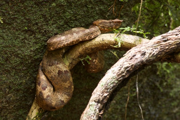 Bornean Leaf-nosed Pit Viper (Craspedocephalus borneensis)