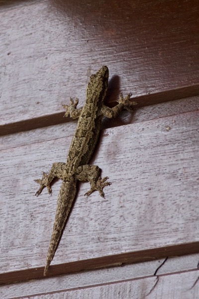 Asian Flat-tailed House Gecko (Hemidactylus platyurus)