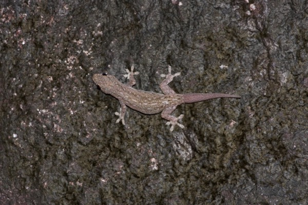 Common House Gecko (Hemidactylus frenatus)