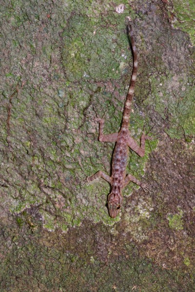 Kendall’s Rock Gecko (Cnemaspis kendallii)