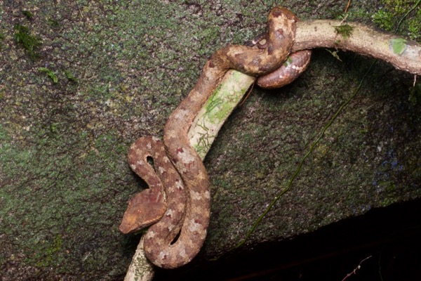 Bornean Leaf-nosed Pit Viper (Craspedocephalus borneensis)