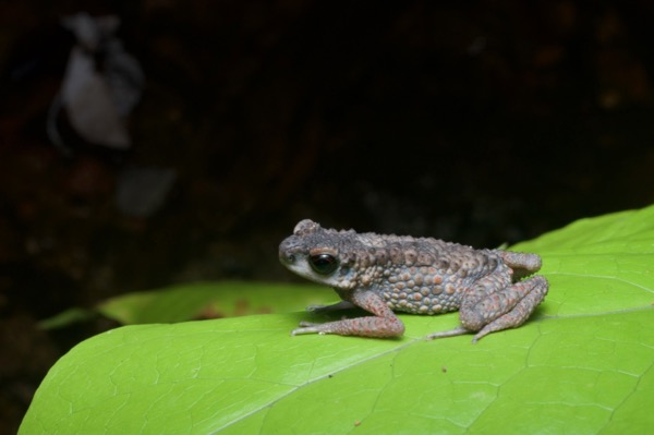 Spiny Slender Toad (Ansonia spinulifer)