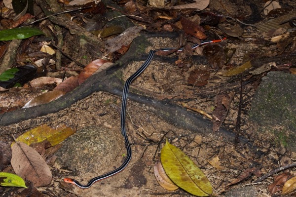 Borneo Blue Coral Snake (Calliophis bivirgata tetrataenia)