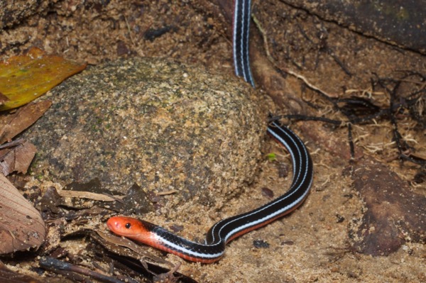 Borneo Blue Coral Snake (Calliophis bivirgata tetrataenia)