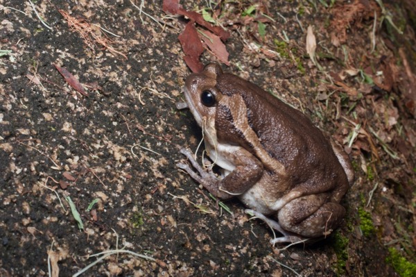 Banded Bullfrog (Kaloula pulchra)