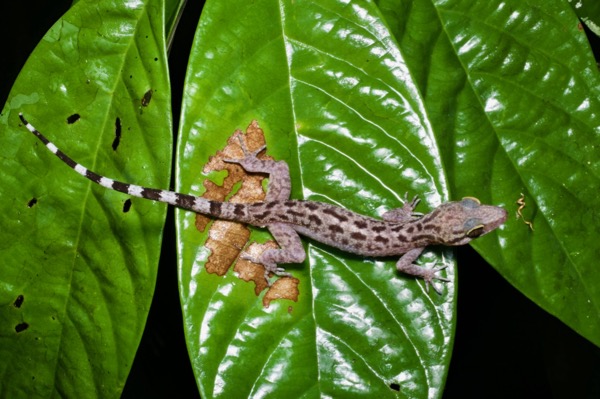 no known English name (Cyrtodactylus miriensis)