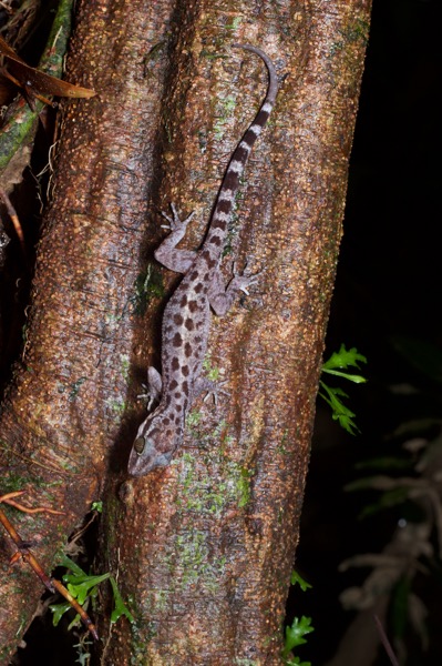 no known English name (Cyrtodactylus miriensis)