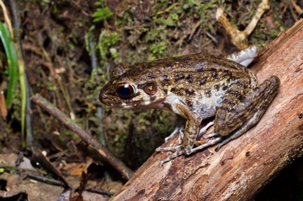 Rough-sided Frog (Pulchrana glandulosa)