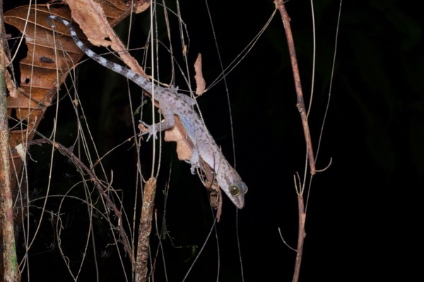 no known English name (Cyrtodactylus miriensis)