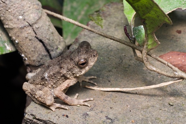 River Toad (Phrynoidis asper)