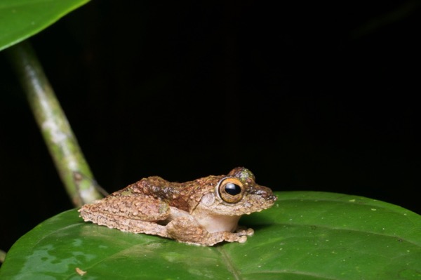 Chasen’s Frilled Treefrog (Kurixalus chaseni)