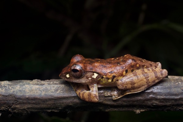 Banded Treefrog (Leptomantis fasciatus)