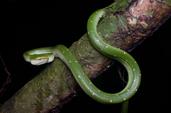 Bornean Keeled Green Pit Viper (Tropidolaemus subannulatus)