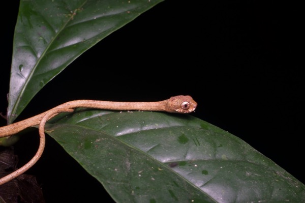 Blunt-headed Snail-eating Snake (Aplopeltura boa)