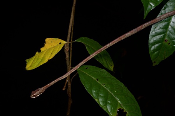 Blunt-headed Snail-eating Snake (Aplopeltura boa)