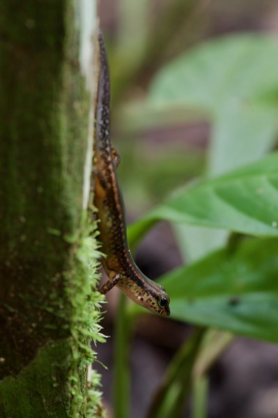 Blue-throated Litter Skink (Sphenomorphus cyanolaemus)