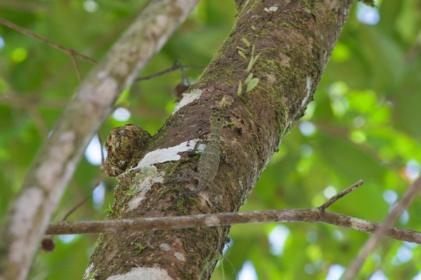 Horned Flying Dragon (Draco cornutus)