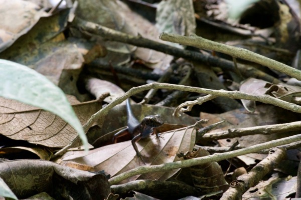 Blue-throated Litter Skink (Sphenomorphus cyanolaemus)