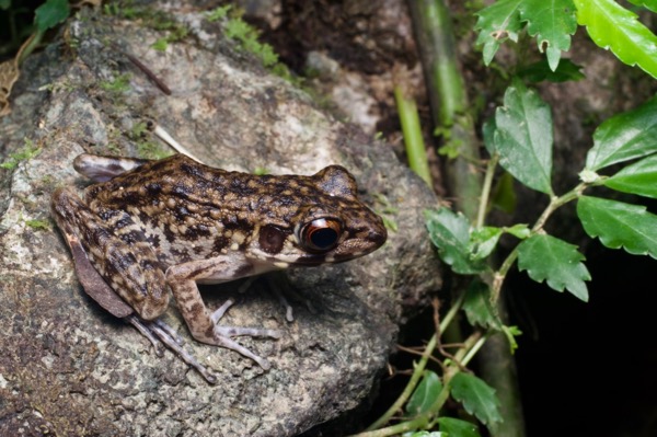 Rough-sided Frog (Pulchrana glandulosa)