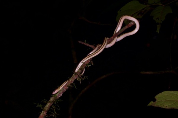 Striped Dwarf Treesnake (Lycodon tristrigatus)