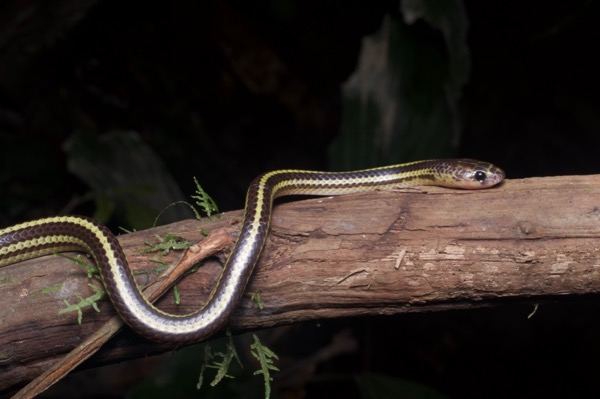 Striped Dwarf Treesnake (Lycodon tristrigatus)